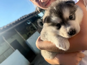 Cățelușă Husky Siberian   6 săptămâni (rasa pură) - imagine 2
