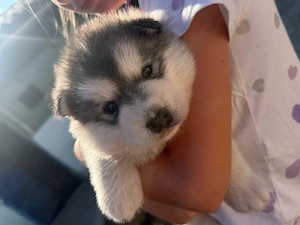 Cățelușă Husky Siberian   6 săptămâni (rasa pură) - imagine 3