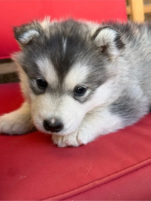 Cățelușă Husky Siberian   6 săptămâni (rasa pură) - imagine 5