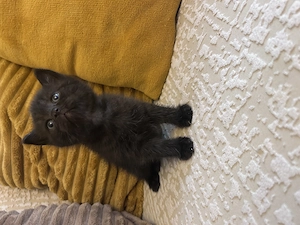 Băiețel british shorthair - imagine 2