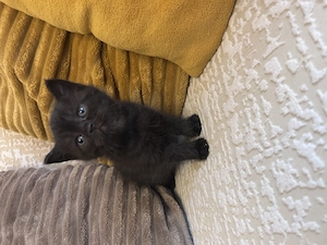 Băiețel british shorthair - imagine 3