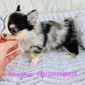Cățeluș Chihuahua adorabil