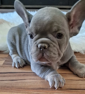 Bulldog francez cu Pedigree