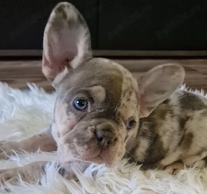 Bulldog francez cu Pedigree