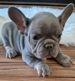 Bulldog francez cu Pedigree - imagine 3