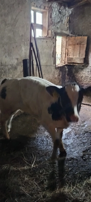 Vând vițea 7 săptămâni - imagine 2