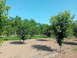 Livada mixta plus 4 parcele de teren intravilan cu toate utilitatiile si sistem de irigare Belint