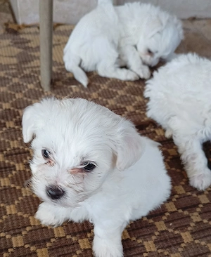 Bichon maltez  - imagine 4