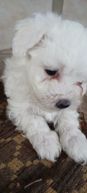Bichon maltez  - imagine 5