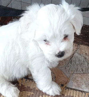 Bichon maltez  - imagine 3