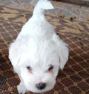 Bichon maltez  - imagine 2