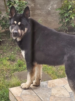 Caine metis companie   monta