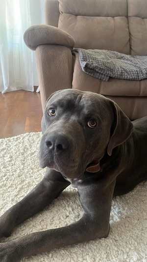 American bully xl 