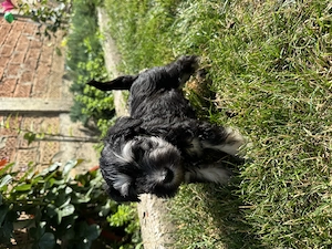 Vând pui Schnauzer pitic  - imagine 3