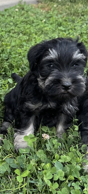 Vând pui Schnauzer pitic  - imagine 4