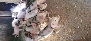 Purcei 8 saptamani