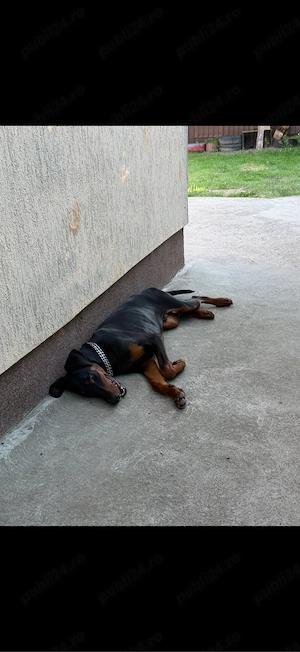 Vand Doberman Mascul de vanzare  - imagine 3