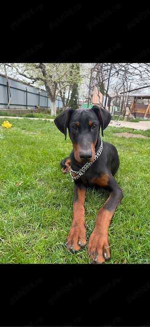 Vand Doberman Mascul de vanzare  - imagine 4