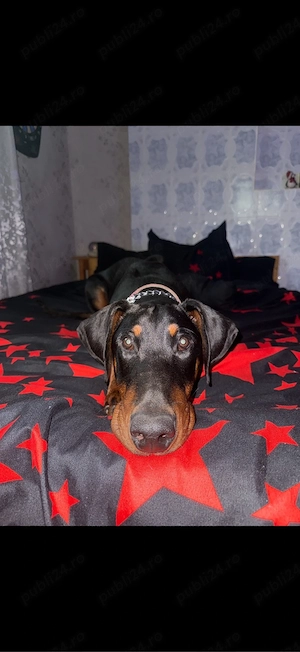 Vand Doberman Mascul de vanzare  - imagine 2