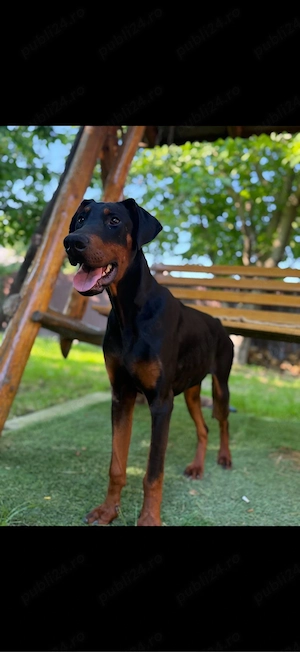 Vand Doberman Mascul de vanzare 