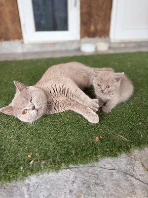British Shorthair