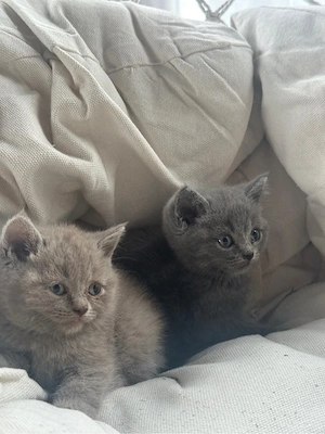British Shorthair