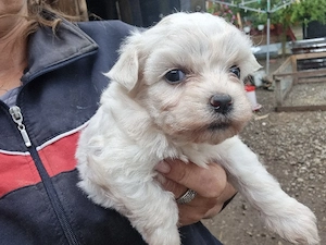 Bichoni matezee - imagine 2