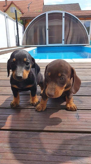 Teckel Dachshund