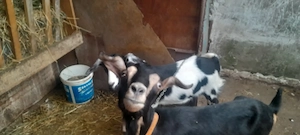 Vind iada de 6 luni din capra bună de lapte pret 350 lei calarasi              .........             - imagine 4