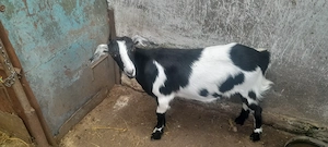 Vind iada de 6 luni din capra bună de lapte pret 350 lei calarasi              .........            