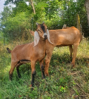 2 țăpici metis Anglonubian cu Saeneen  - imagine 3