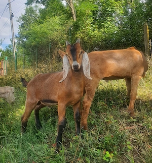 2 țăpici metis Anglonubian cu Saeneen 
