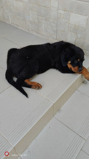Vand pui catelusi, rasa Rottweiler,masculi si femele. - imagine 3