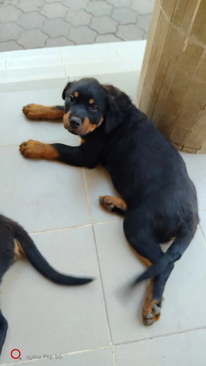 Vand pui catelusi, rasa Rottweiler,masculi si femele. - imagine 4