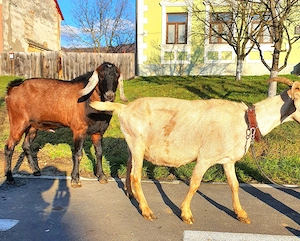 2 țăpici metis Anglonubian cu Saeneen  - imagine 5