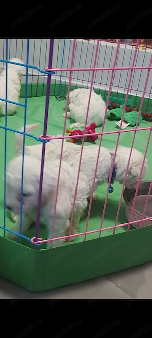 Bichon frise de vanzare - imagine 3