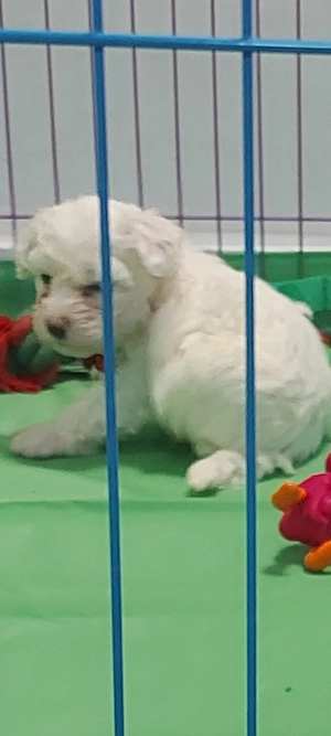 Bichon frise de vanzare - imagine 4