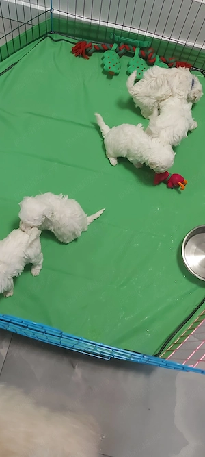 Bichon frise de vanzare - imagine 5