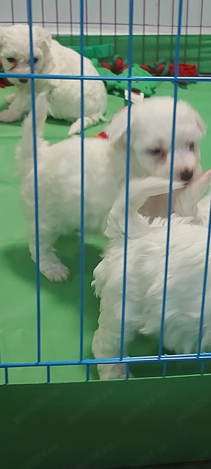 Bichon frise de vanzare - imagine 2