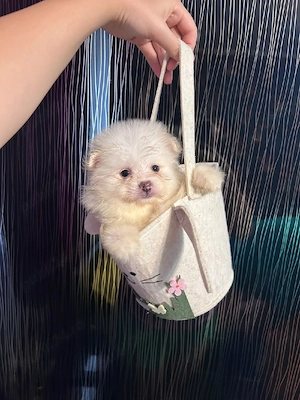 Pomeranian  mini spitz - imagine 4