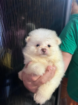 Pomeranian  mini spitz