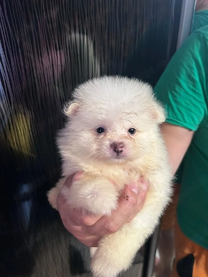 Pomeranian  mini spitz - imagine 2