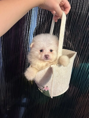 Pomeranian  mini spitz - imagine 3