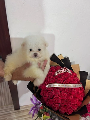 pomeranian mini - imagine 4