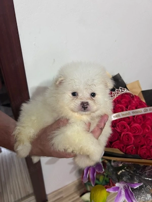 pomeranian mini - imagine 2