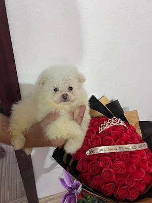 pomeranian mini - imagine 3