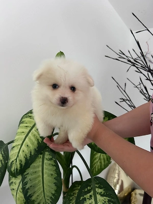 Pomeranian  mini spitz - imagine 7