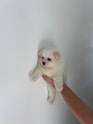 Pomeranian  mini spitz - imagine 5