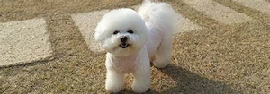 Bichon de 1 an   spre adopție (donație), cu pedigree