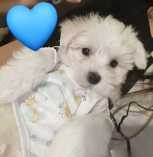 Bichon maltez mini toy mascul 